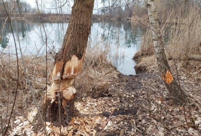 2 Frische Biberspuren am Alten Rhein 